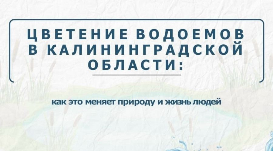 Цветение водорослей в водоёмах Калининградской области: проблема усугубляется