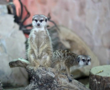 Калининградский зоопарк отметит 130-летие праздничной программой