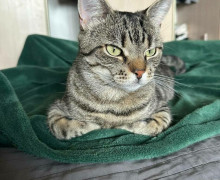 Кот Борис из калининградского кафе выздоровел после полугода лечения