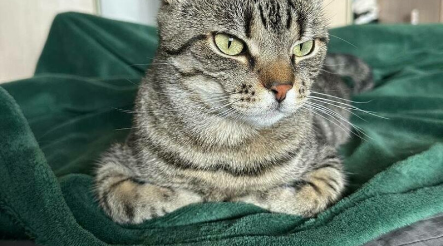 Кот Борис из калининградского кафе выздоровел после полугода лечения