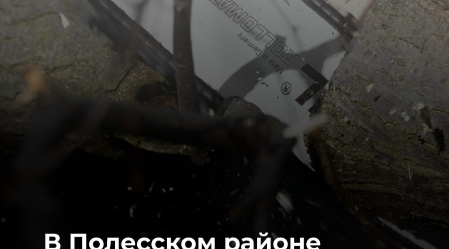 Житель Полесского района пострадал при заготовке дров из-за падения ветки
