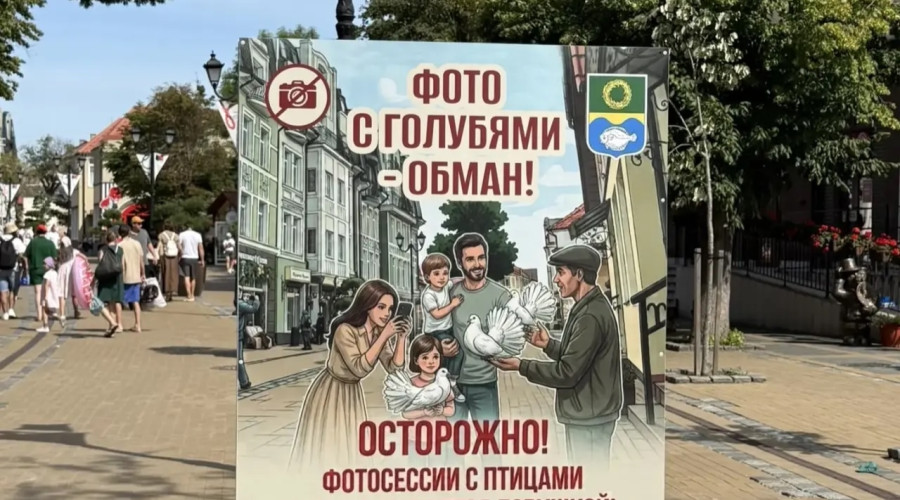 В Зеленоградске предупредили о навязчивой услуге с голубями на Курортном проспекте