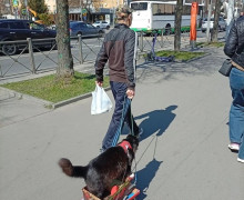 Калининградец выгуливает кошку на специальной тележке по Ленинскому проспекту