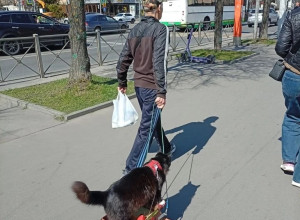 Калининградец выгуливает кошку на специальной тележке по Ленинскому проспекту