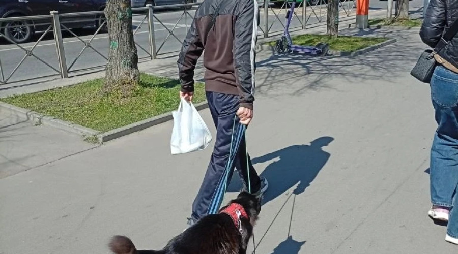 Калининградец выгуливает кошку на специальной тележке по Ленинскому проспекту