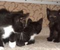 Котята, найденные на улице, ищут новых хозяев в Калининграде