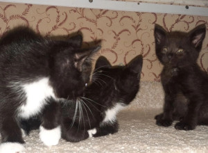 Котята, найденные на улице, ищут новых хозяев в Калининграде