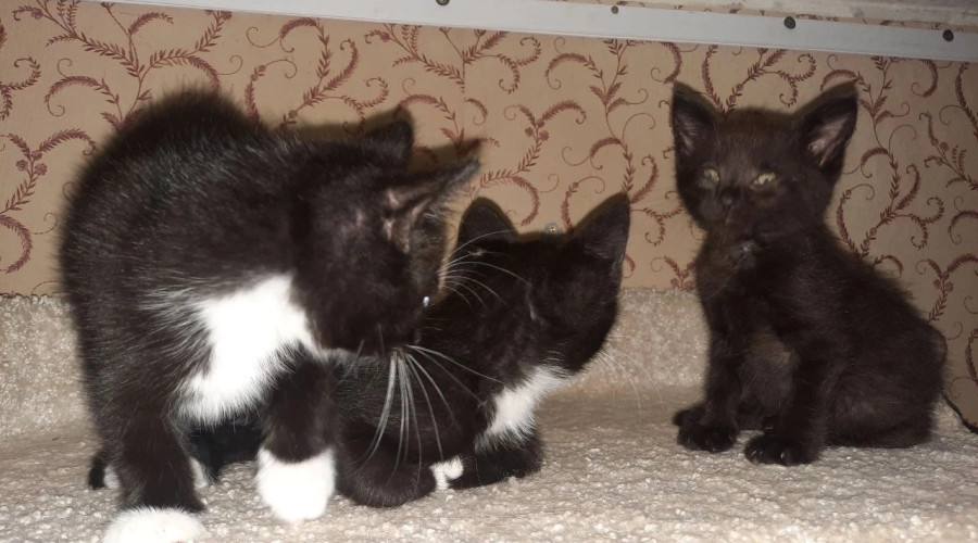 Котята, найденные на улице, ищут новых хозяев в Калининграде