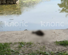 В Калининграде на озере в парке Юность зафиксирована гибель уток