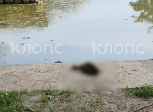 В Калининграде на озере в парке Юность зафиксирована гибель уток