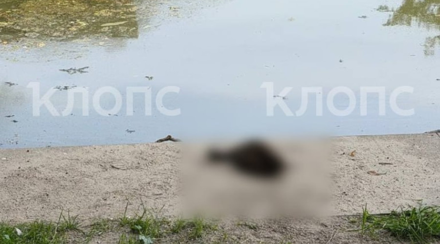 В Калининграде на озере в парке Юность зафиксирована гибель уток