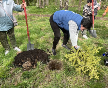 В Чкаловском лесу высадили 250 саженцев дуба и ели