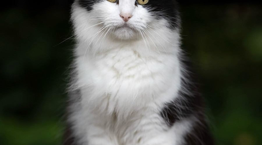 «Теперь это домашний котик!