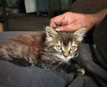 В Калининграде ищут дом для трех котят, оставшихся без матери