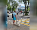 В Зеленоградске похититель хаски в голубых шортах подбросил собаку в зоомагазин после избиения