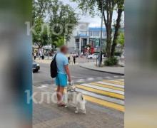 В Зеленоградске похититель хаски в голубых шортах подбросил собаку в зоомагазин после избиения