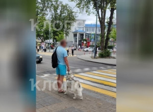 В Зеленоградске похититель хаски в голубых шортах подбросил собаку в зоомагазин после избиения