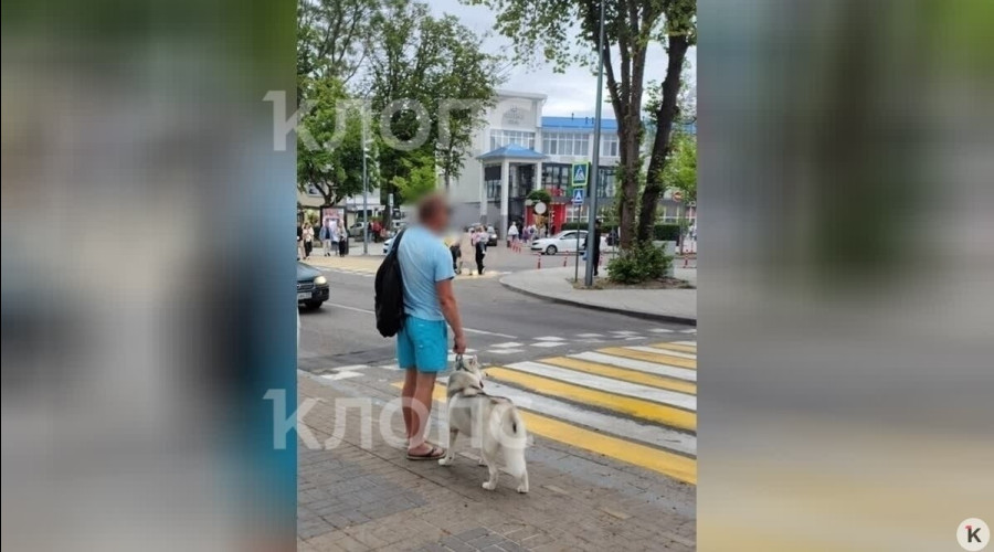 В Зеленоградске похититель хаски в голубых шортах подбросил собаку в зоомагазин после избиения