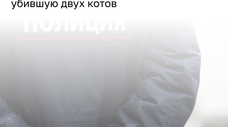 Подросток из Калининграда, убившая котёнка, состояла на учёте после расправы над кошкой