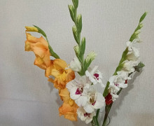 Сегодня отмечают День гладиолуса