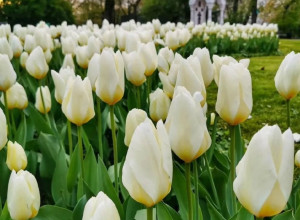 Утро в Калининграде: атмосферный снимок из Instagram