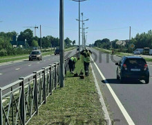 В Калининграде камень из-под косилки повредил автомобиль на въезде в Зеленоградск