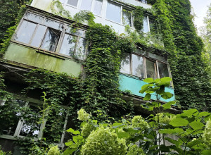 Калининград: улица Кирова в зелени
