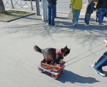 Калининградец выгуливает кошку на специальной тележке по Ленинскому проспекту