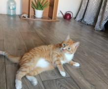 На Сельме разыскивают пса Микки, а кота из-за аллергии отдают в добрые руки