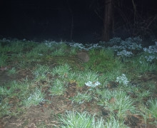 В Светлом зафиксированы брачные игры ежей