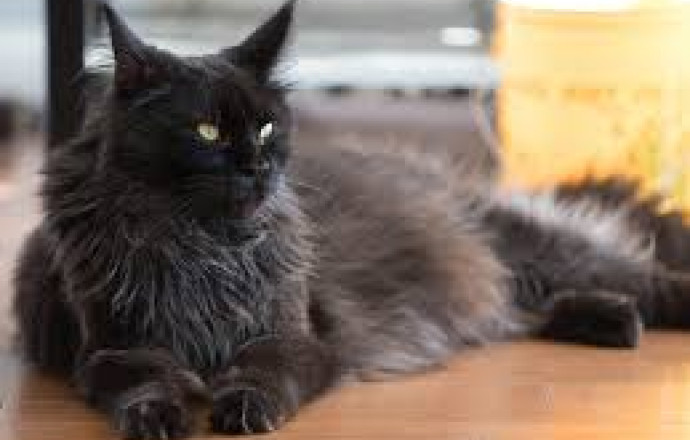 Ищу даму сердца для серьезных отношений (и не очень серьезного мяуканья) 🐾