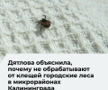 В Калининграде акарицидная обработка не затрагивает городские леса из-за рисков для экосистемы
