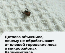 В Калининграде акарицидная обработка не затрагивает городские леса из-за рисков для экосистемы
