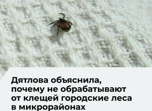 В Калининграде акарицидная обработка не затрагивает городские леса из-за рисков для экосистемы