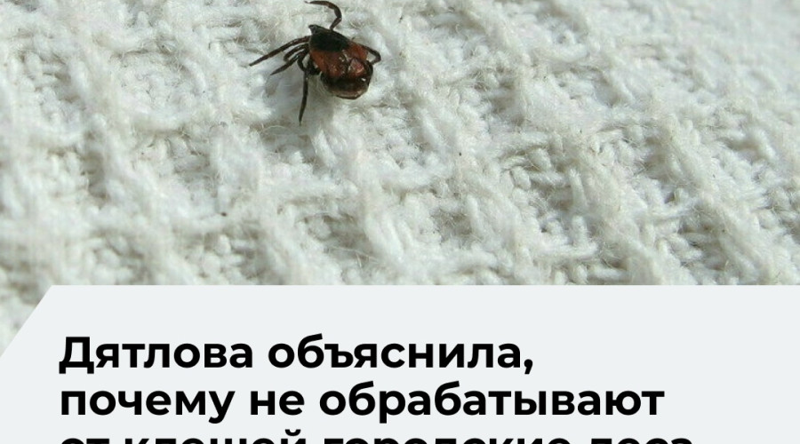 В Калининграде акарицидная обработка не затрагивает городские леса из-за рисков для экосистемы