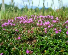 В Калининградской области началось цветение чабреца