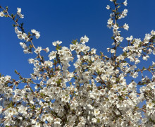 В Ботаническом саду БФУ им. Канта расцвели магнолии и другие весенние растения