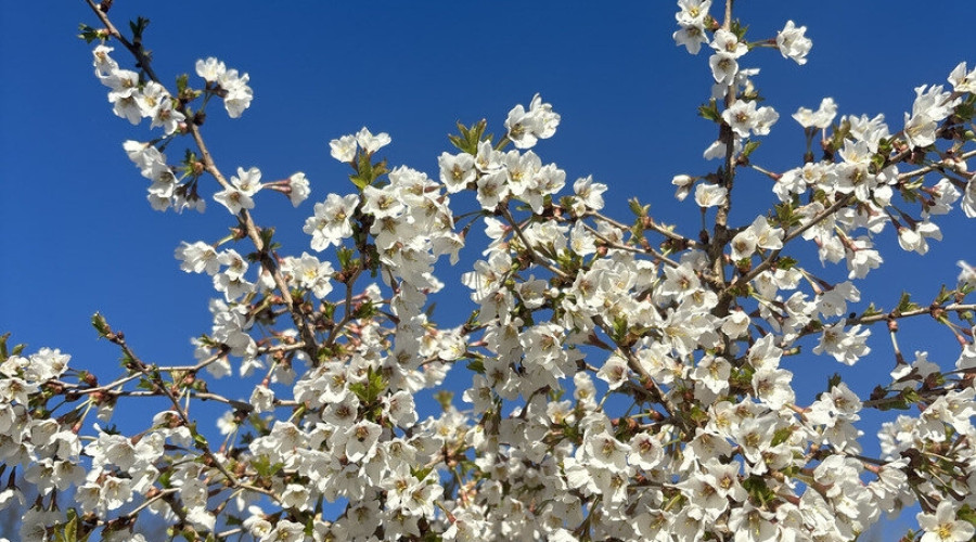 В Ботаническом саду БФУ им. Канта расцвели магнолии и другие весенние растения