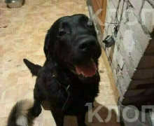 Потерявшая лабрадора калининградка обнаружила похожую собаку с непростой судьбой