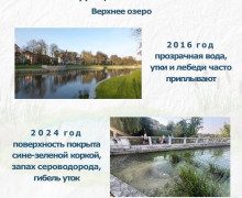 Цветение водорослей в водоёмах Калининградской области: проблема усугубляется