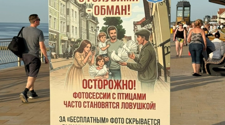 В Зеленоградске установили баннеры с предупреждением о платных фото с голубями