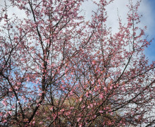 Сакура зацвела на набережной Музея Мирового океана в Калининграде