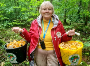 В Черняховском округе собирают лисички ведрами и встречают краснокнижные грибы
