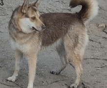 В Калининграде разыскивают пропавшую собаку по кличке Алиса
