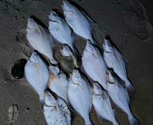 Угорь вместо камбалы: июльский улов рыбаков на побережье Калининграда