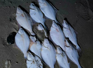 Угорь вместо камбалы: июльский улов рыбаков на побережье Калининграда