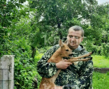Лесничий из Краснознаменска спас косулёнка, который два дня прятался во дворе