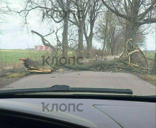 Штормовой ветер в Калининграде и области повалил деревья и повредил строения