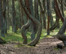 Танцующий лес