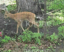 Лесничий из Краснознаменска спас косулёнка, который два дня прятался во дворе